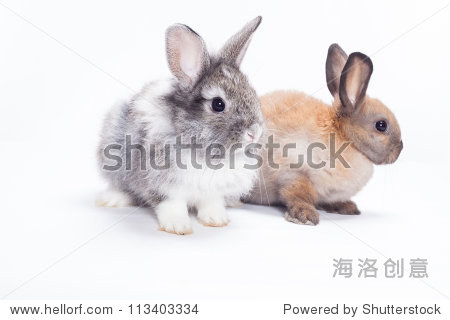two rabbits bunny isolated on white background - 图片素材 - 站酷