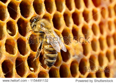 macro pictures of bee in a beehive on honeycomb with copyspace.