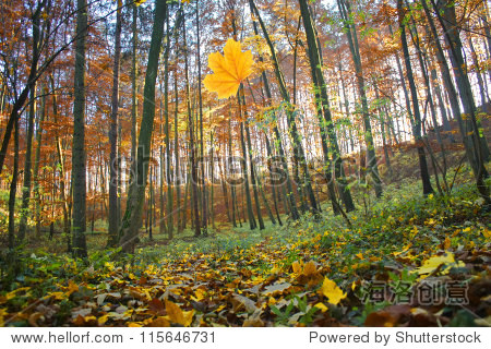 colorful maple leaves falling in autumn forest - 站酷海洛正版