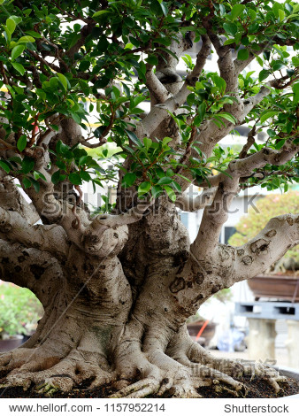 beautiful bonsai tree trunk background
