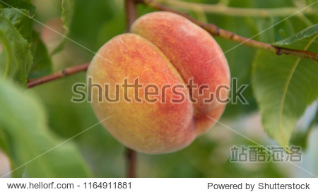 fresh organic peach stone fruit on the branch in orchard