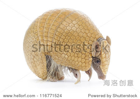 three banded armadillo on white background.