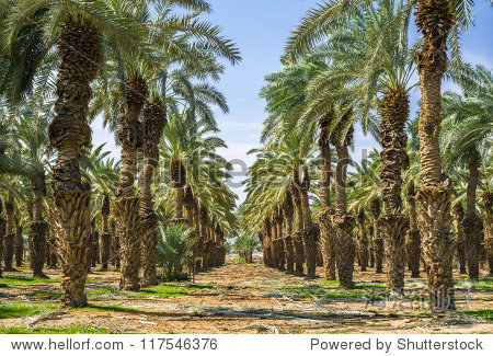 date palm plantation near eilat israel