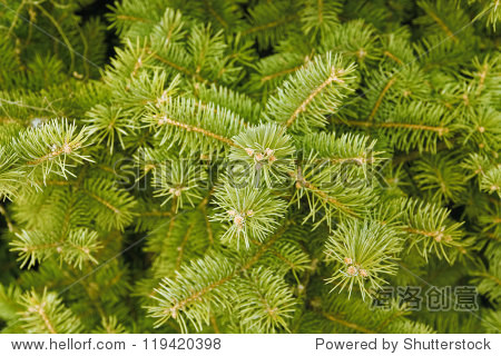 green needles of coniferous tree as a natural background