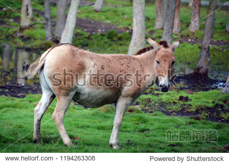the onager (equus hemionus) also known as he