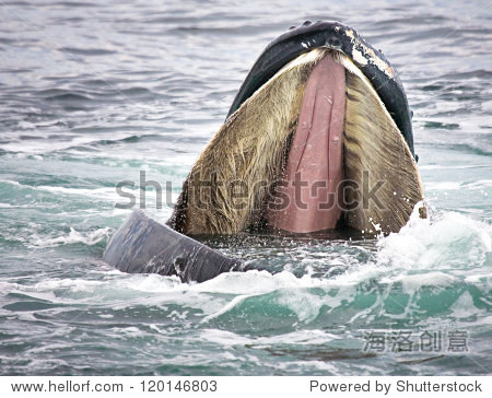 humpback爱护opens s mouth baleen对发展信息网