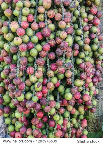 close up ripe betel nut or areca nut palm hanging on tree with