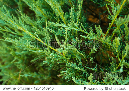 incense cedar tree calocedrus decurrens branch close up.