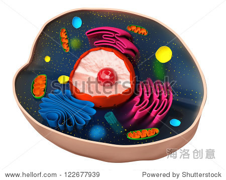 thestructureofabiologicalcell