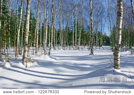 beautiful birch forest in winter in the snow.