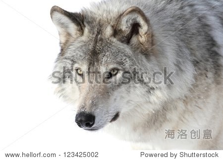 face of big gray wolf