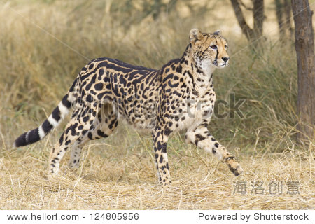 a rare female king cheetah (acinonyx jubatus) in