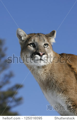 cougar sur nice