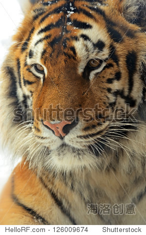 portrait of a siberian tiger - 图片素材 - 站酷海洛plus正版图片