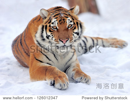 beautiful wild siberian tiger on snow - 站酷海洛正版图片, 视频