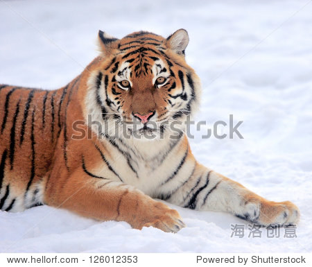 beautiful wild siberian tiger on snow - 站酷海洛正版图片, 视频