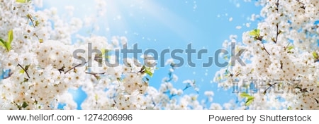 Branches of blossoming cherry macro with soft focus on gentle light blue sky background in sunlight with copy space. Beautiful floral image of spring nature panoramic view.