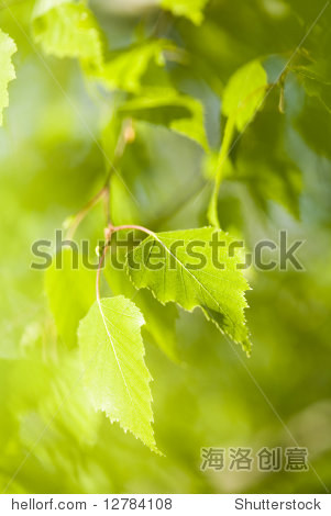 green background - 图片素材 - 站酷海洛plus正版图片, 视频, 音乐