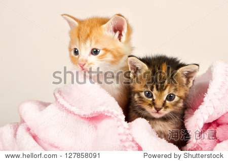 two kittens in a pink blanket snug and safe - 图片素材 - 站酷