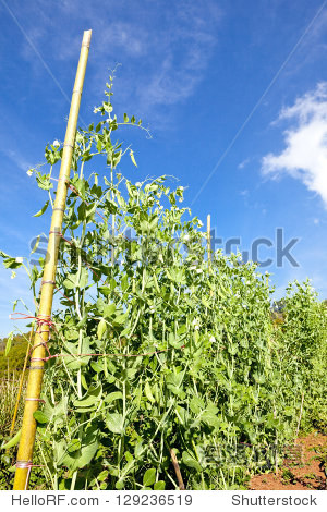 string bean - 站酷海洛正版图片, 视频, 音乐素材交易平台