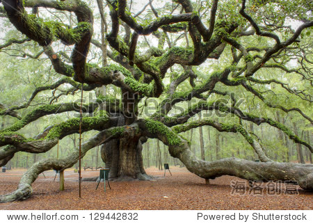 angel oak tree - 站酷海洛正版图片, 视频, 音乐素材交易平台