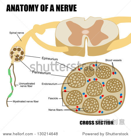nerve firing图片