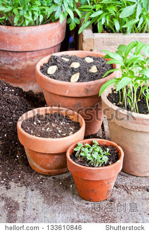 flower pots with plants and seeds/planting/gardening - 图片素材