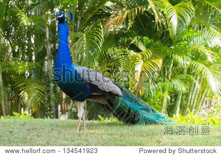 peacock on a green background - 图片素材 - 站酷海洛plus正版图片