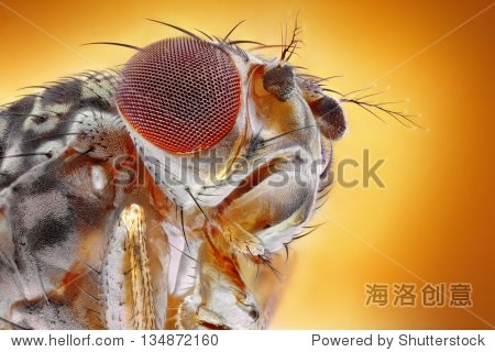 and detailed image of head and eye of a fruit fly (drosophila