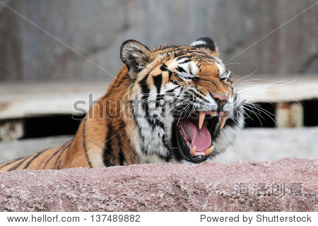 a siberian tiger (panthera tigris altaica) roaring with the
