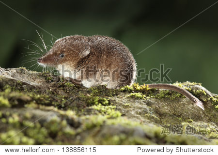 common shrew sorex araneus single animal midlands august 2010