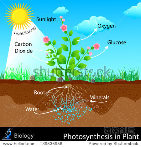 easy to edit vector illustration of photosynthesis in plant