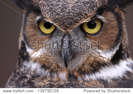 an extreme close-up of the face of a great horned owl (bubo