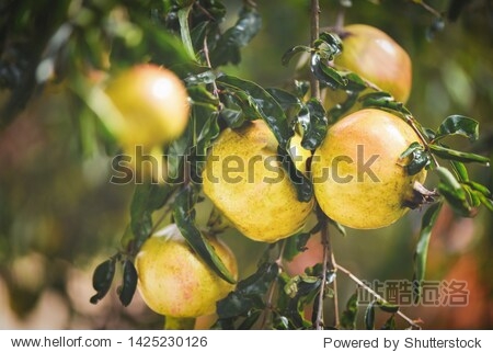 pomegranate fruit on the tree with green nature blurred summer