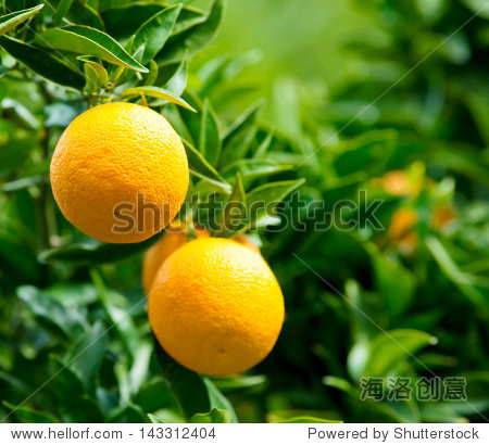 ripe oranges hanging on a tree