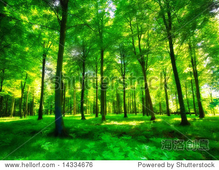 sunlight in a green and lush forest - 站酷海洛正版图片, 视频