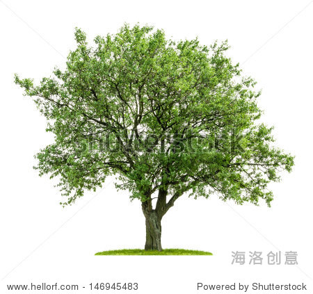 isolated deciduous tree on a white background