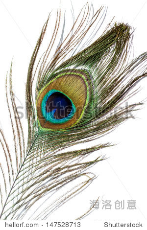 peacock feather isolated on a white background - 站酷海洛正版