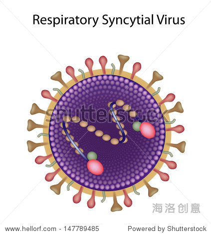 respiratory syncytial virus (rsv) - 站酷海洛正版