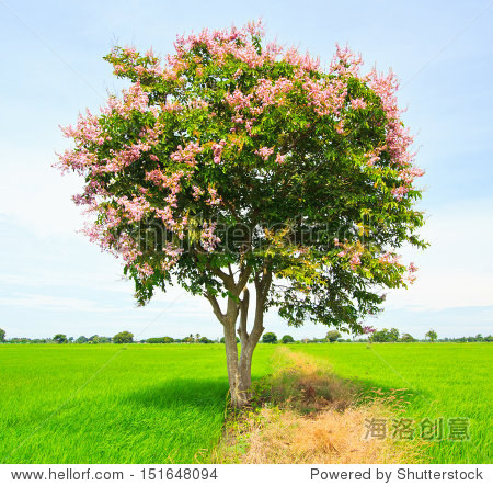 green tree in the wilderness (lagerstroemia floribunda)