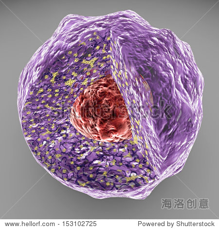nucleus nucleolus human body cell.