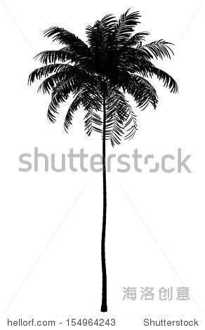 silhouette of areca palm tree isolated on white background