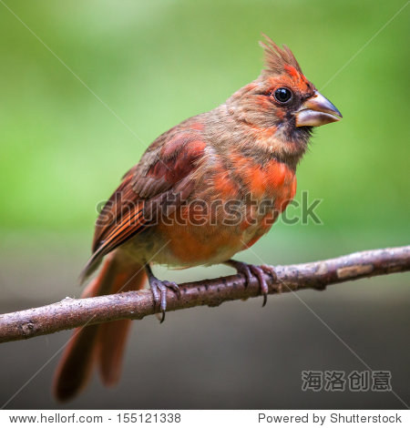 female northern cardinal perched on a branch against a green