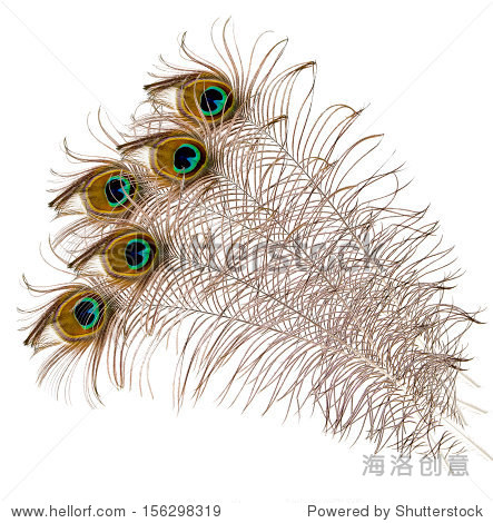 five peacock feather on a white background - 站酷海洛正版图片
