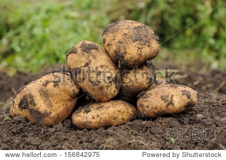 freshly dug potatoes on a field - 站酷海洛正版图片, 视频, 音乐