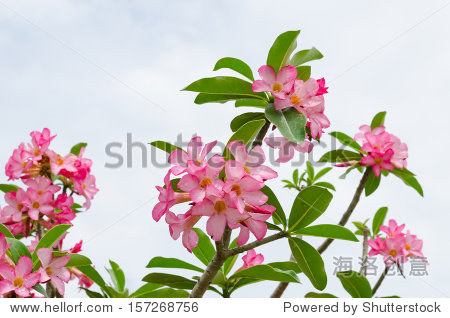 panicle of pink desert rose in overcast day