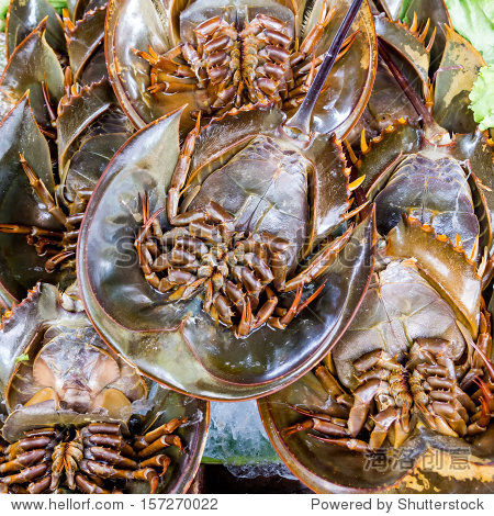 fresh horseshoe crab in market - 图片素材 - 站酷海洛plus正版图片