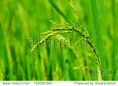 the closeup image of the ear of rice
