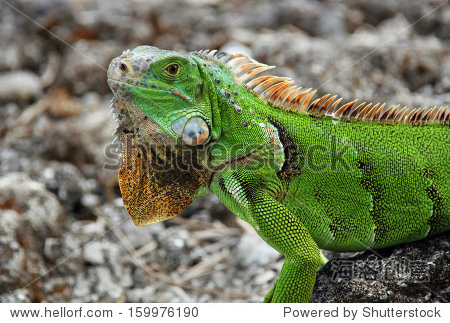 green iguana (iguana iguana) cozumel mexico