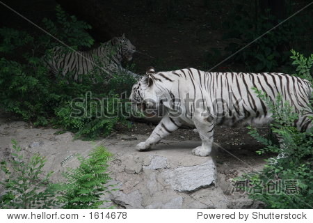 white tiger - 图片素材 - 站酷海洛plus正版图片, 视频, 音乐素材